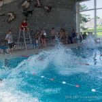 Photo de la compétition de natation 2017 - Les Colibris