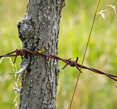 Fils barbelé sur poteau de bois