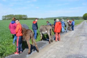 Avec les ânes à la ferme des Aulnes 2018