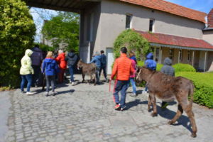 Avec les ânes à la ferme des Aulnes 2018