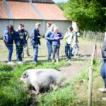 Un cochon très sympathique