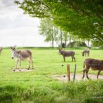 Anes dans leur prairie