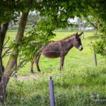 Ane dans son pré