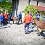 Sortie avec les ânes