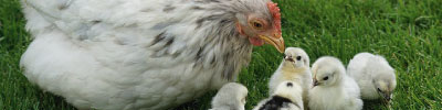 Poule et poussins de la ferme pédagogique